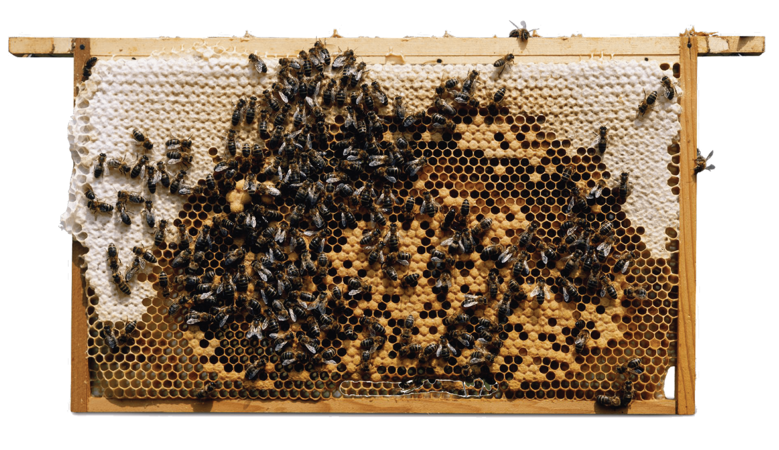 Apis Melifera Bee colony@600x 8